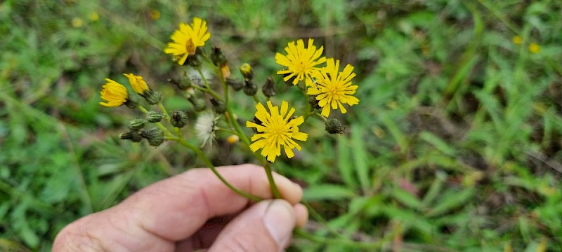 Pilosella praealta - © Barry Stewart