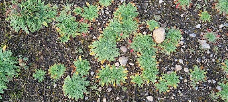 Erodium cicutarium - © Barry Stewart