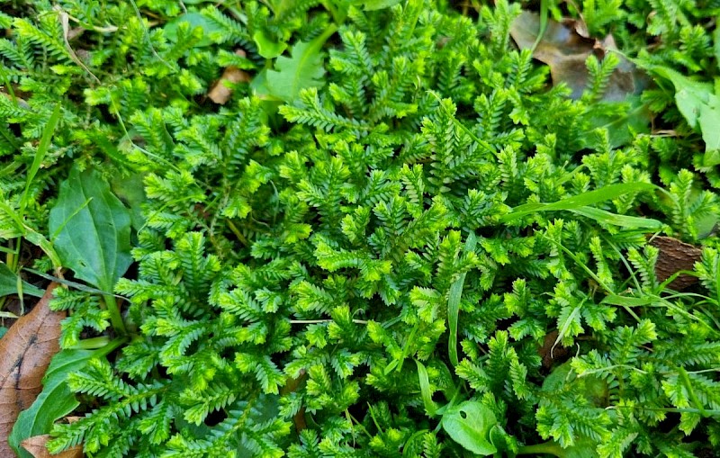 Selaginella kraussiana - © Barry Stewart