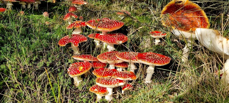 Amanita muscaria - © Barry Stewart