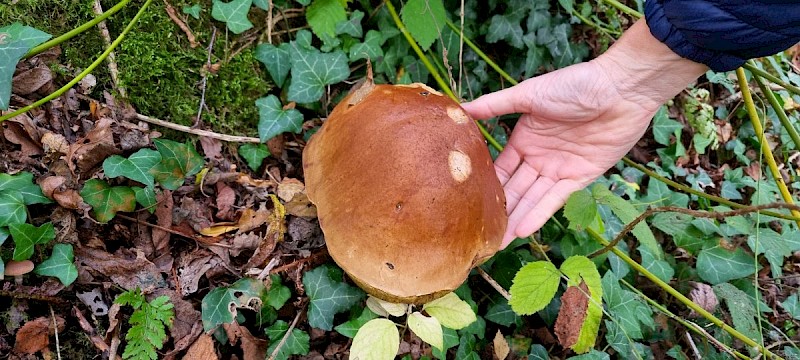 Boletus edulis - © Barry Stewart