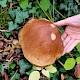 Boletus edulis