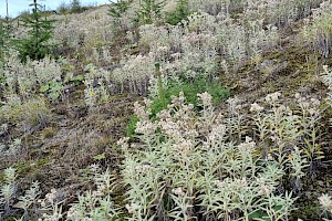 Anaphalis margaritacea Pearly Everlasting