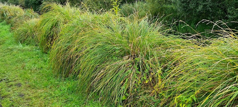 Carex paniculata - © Barry Stewart