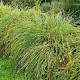 Carex paniculata