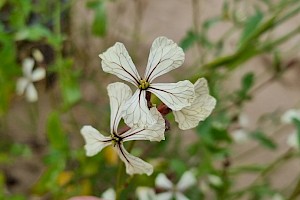 Eruca vesicaria Garden Rocket