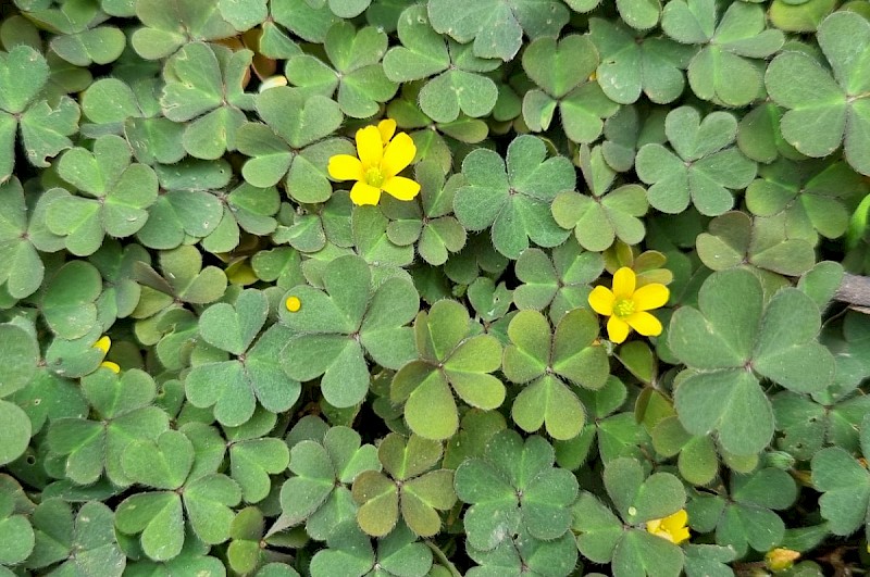 Oxalis corniculata - © Barry Stewart