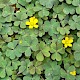 Oxalis corniculata