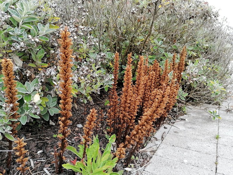 Orobanche minor - © Barry Stewart