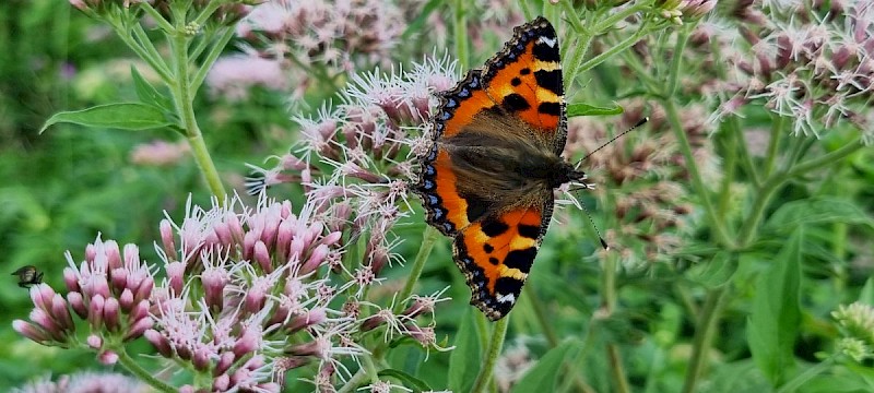 Eupatorium cannabinum - © Barry Stewart