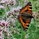 Eupatorium cannabinum