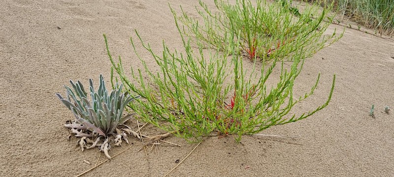 Corispermum intermedium - © Barry Stewart