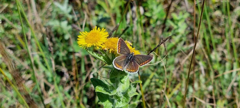 Pulicaria dysenterica - © Barry Stewart