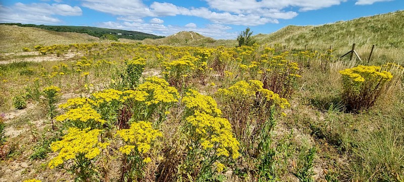 Senecio jacobaea - © Barry Stewart