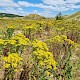 Senecio jacobaea