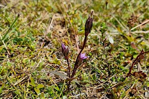 Gentianella uliginosa Dune Gentian