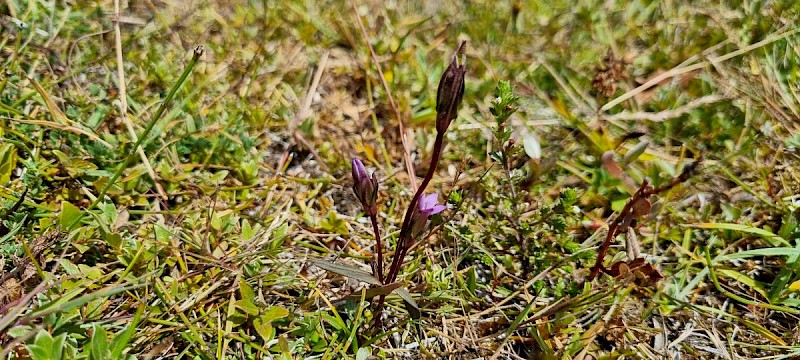 Gentianella uliginosa - © Barry Stewart