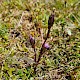 Gentianella uliginosa