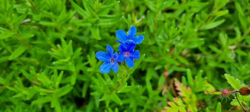 Lithospermum purpureocaeruleum - © Barry Stewart