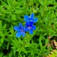 Lithospermum purpureocaeruleum