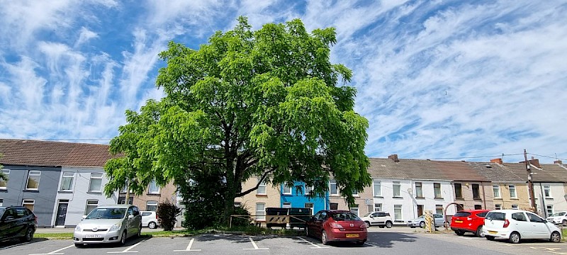 Juglans nigra - © Barry Stewart