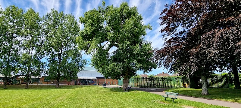 Populus nigra subsp. betulifolia - © Barry Stewart