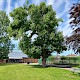 Populus nigra subsp. betulifolia