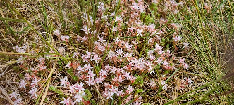 Sedum anglicum - © Barry Stewart