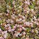 Sedum anglicum