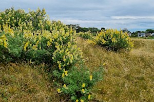 Lupinus arboreus Tree Lupin