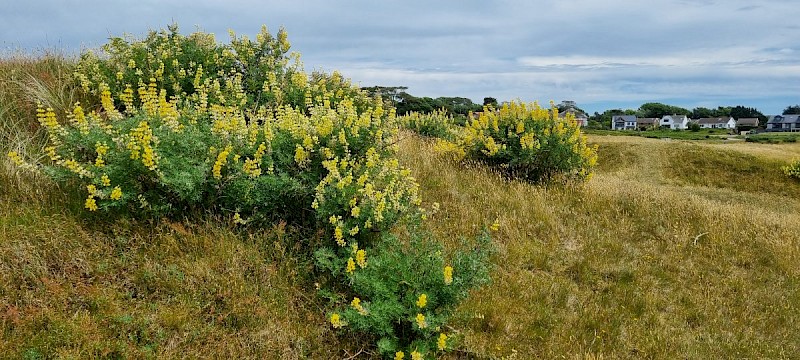 Lupinus arboreus - © Barry Stewart