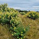 Lupinus arboreus