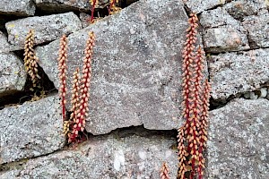 Umbilicus rupestris Navelwort