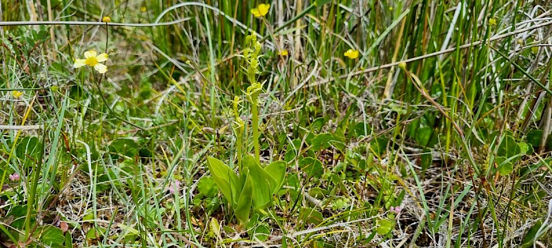 Liparis loeselii - © Barry Stewart