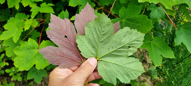 Acer pseudoplatanus - © Barry Stewart