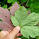 Acer pseudoplatanus