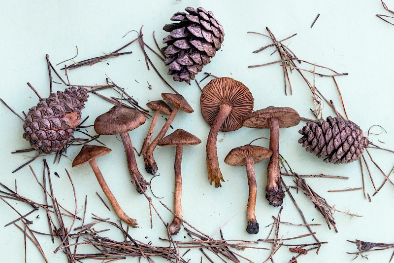 Inocybe soluta - © Charles Hipkin