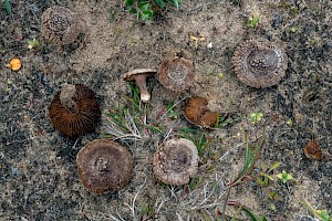 Inocybe vulpinella Foxy Fibrecap