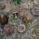 Inocybe vulpinella