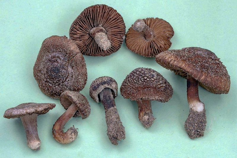 Inocybe vulpinella - © Charles Hipkin