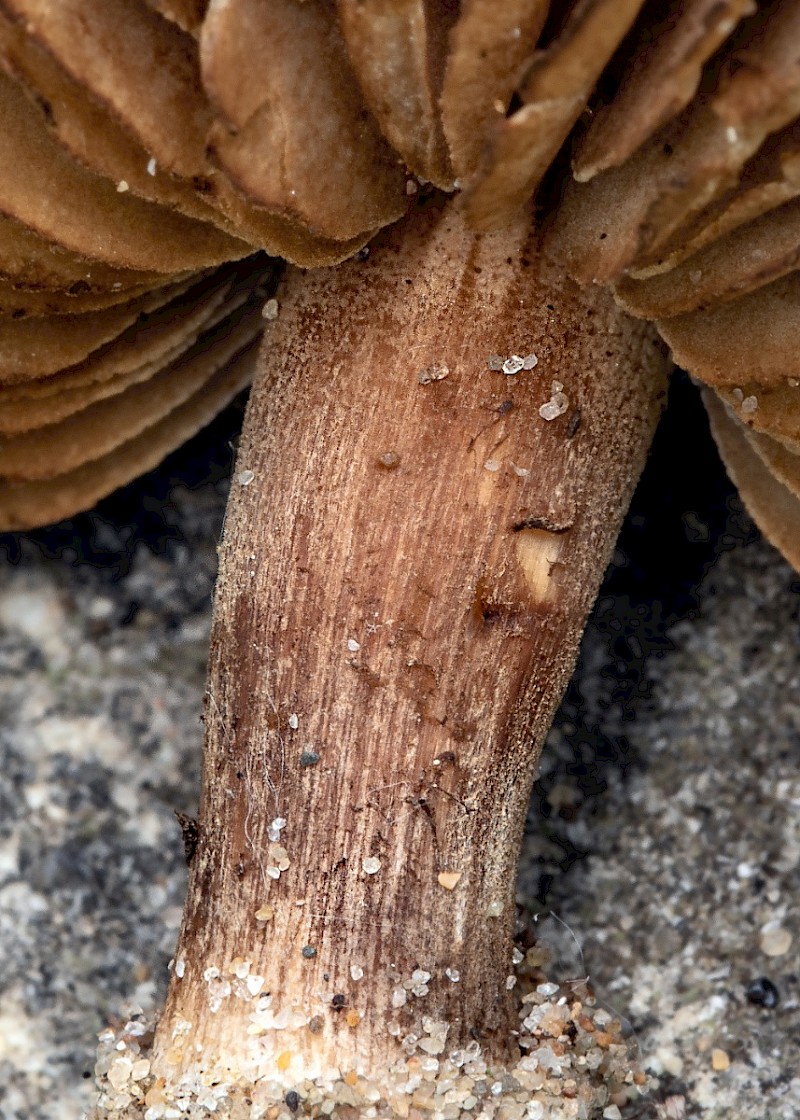 Inocybe vulpinella - © Charles Hipkin