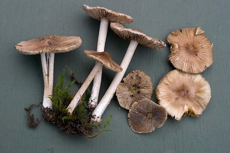 Inocybe rimosa - © Charles Hipkin