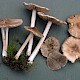 Inocybe rimosa