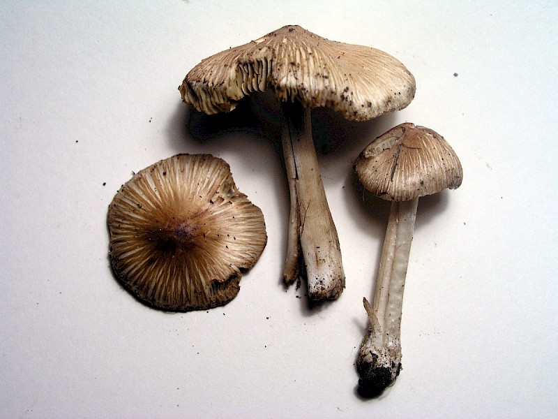 Inocybe rimosa - © Charles Hipkin