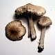 Inocybe rimosa