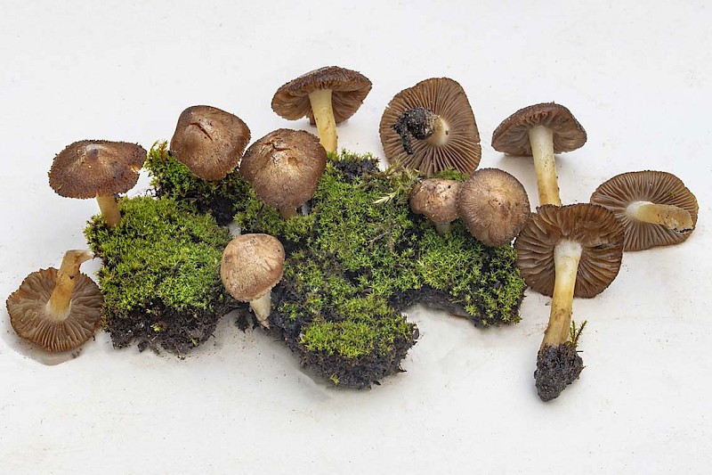 Inocybe inodora - © Charles Hipkin