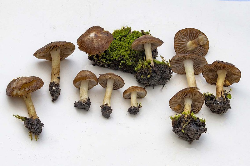 Inocybe inodora - © Charles Hipkin