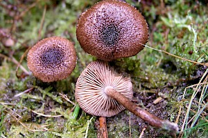 Inocybe leptophylla 