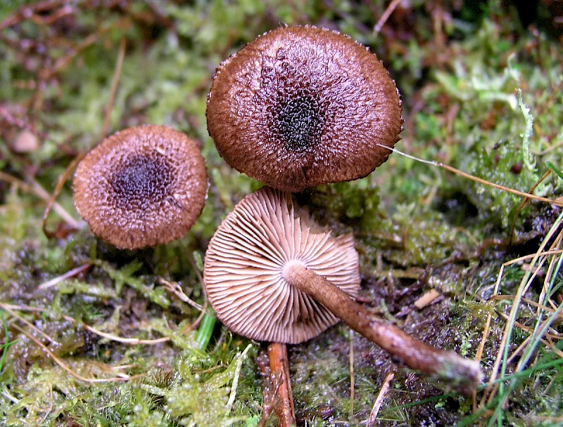 Inocybe leptophylla - © Charles Hipkin