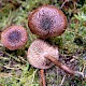 Inocybe leptophylla